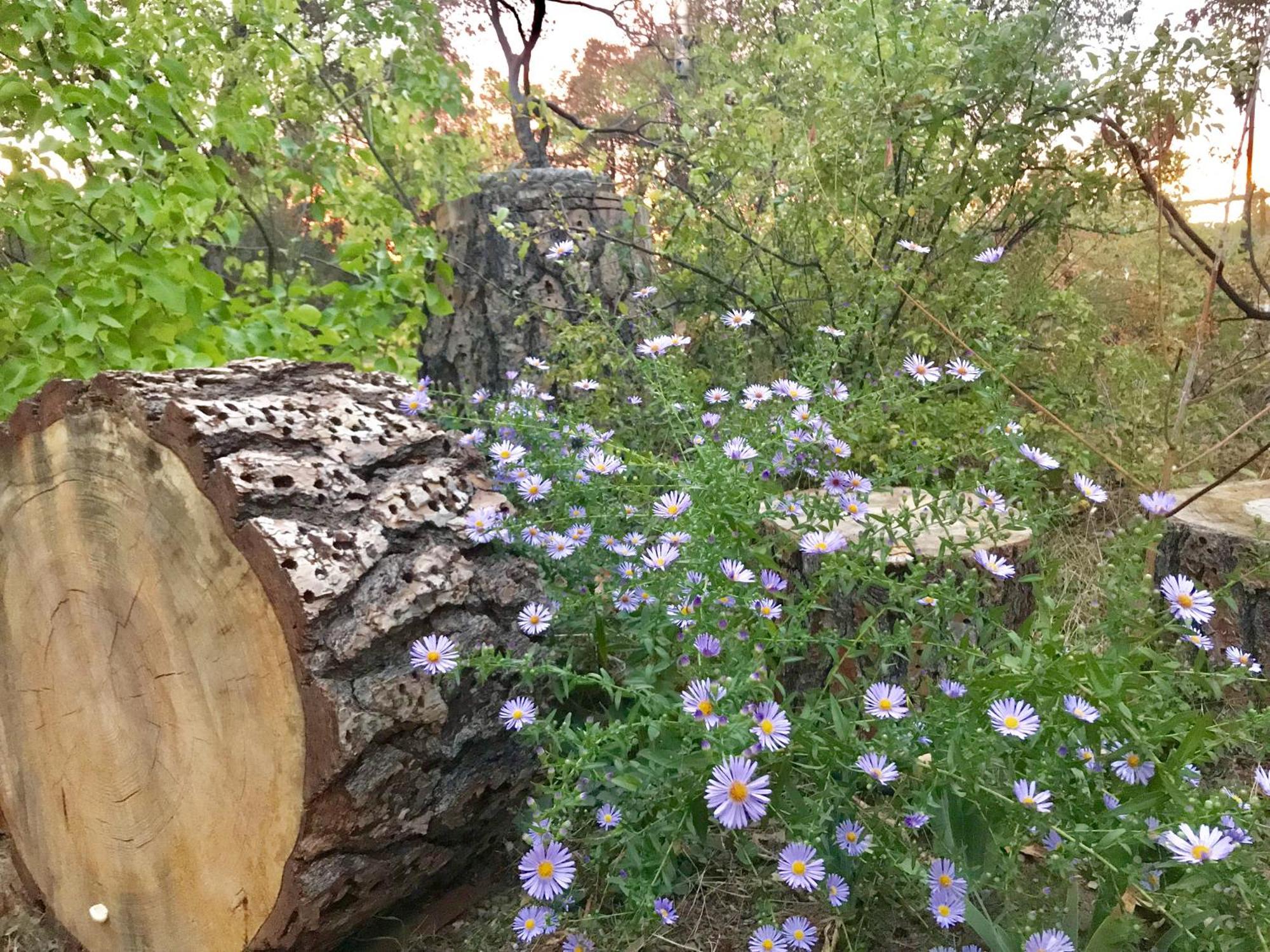 Sierra Mountain Lodge - Vacation Rentals - Yosemite Ahwahnee Buitenkant foto